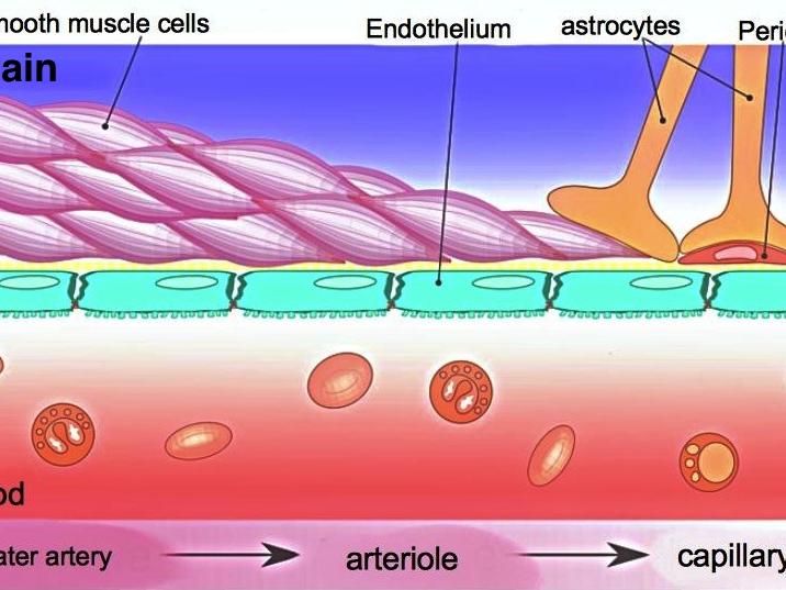 sketch of blood-brain barrier