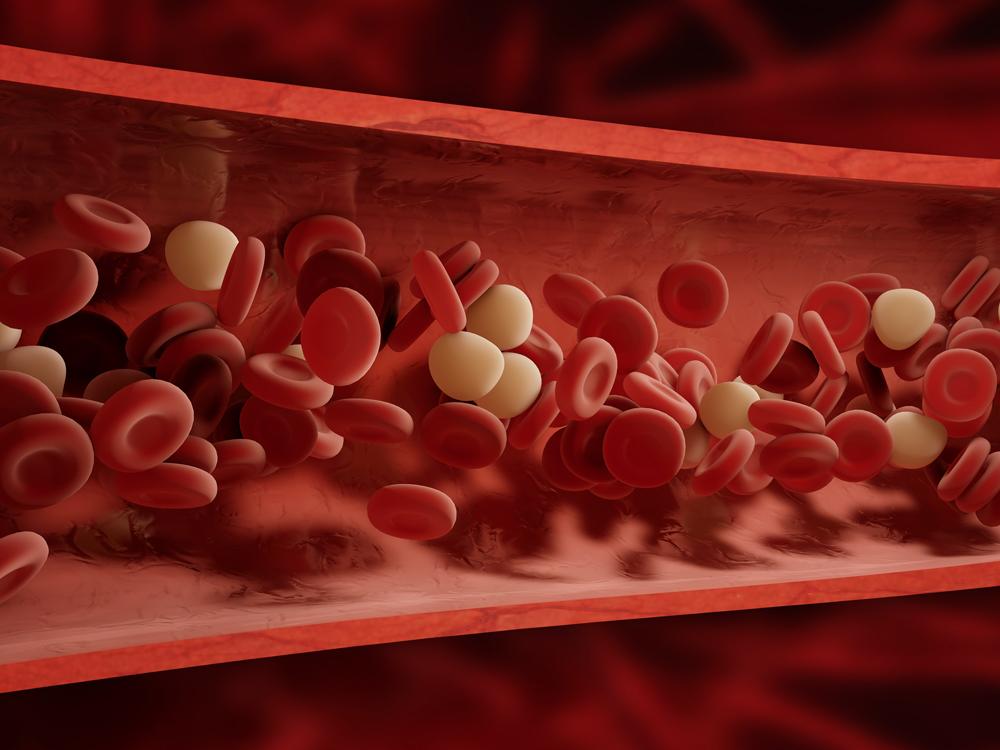 A graphic depiction of the cross-section of a blood vessel, with blood cells represented by numerous, small red and white discs.