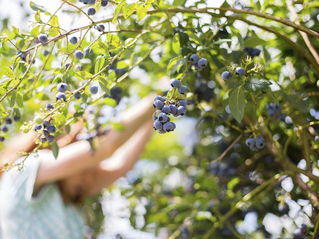 A blueberry harvester hand-picking berries in the filed