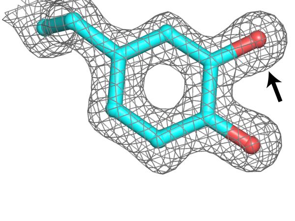Modified amino acid in metal-free ribonucleotide reductase