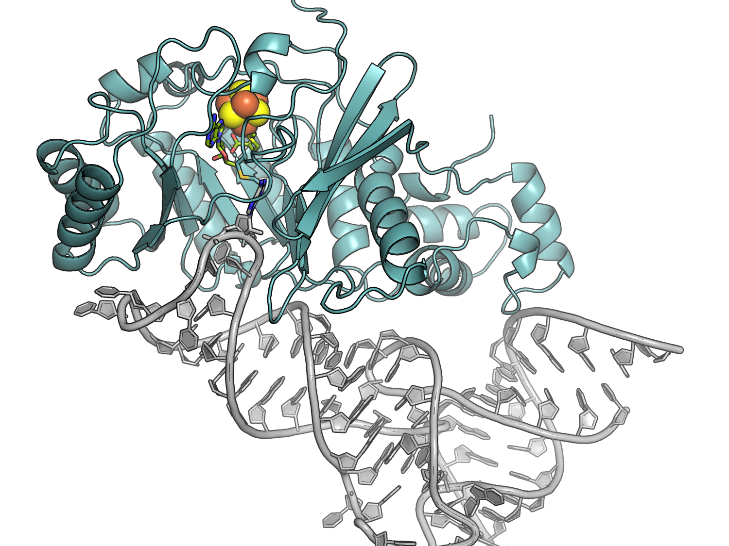 Structure of the RNA-modifying protein RlmN, shown in a ribbon-diagram. 