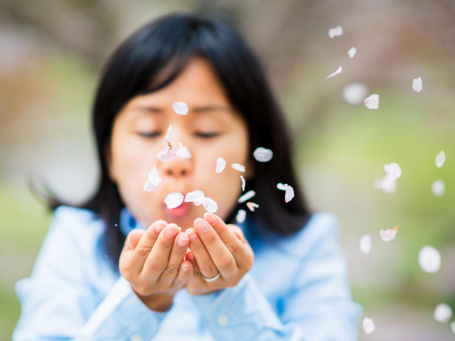 cherry blossoms blown