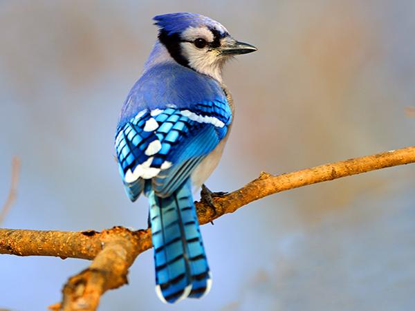 Blue Jay