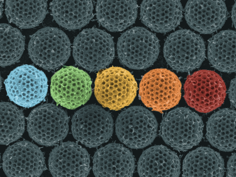 Synthetic brochosomes