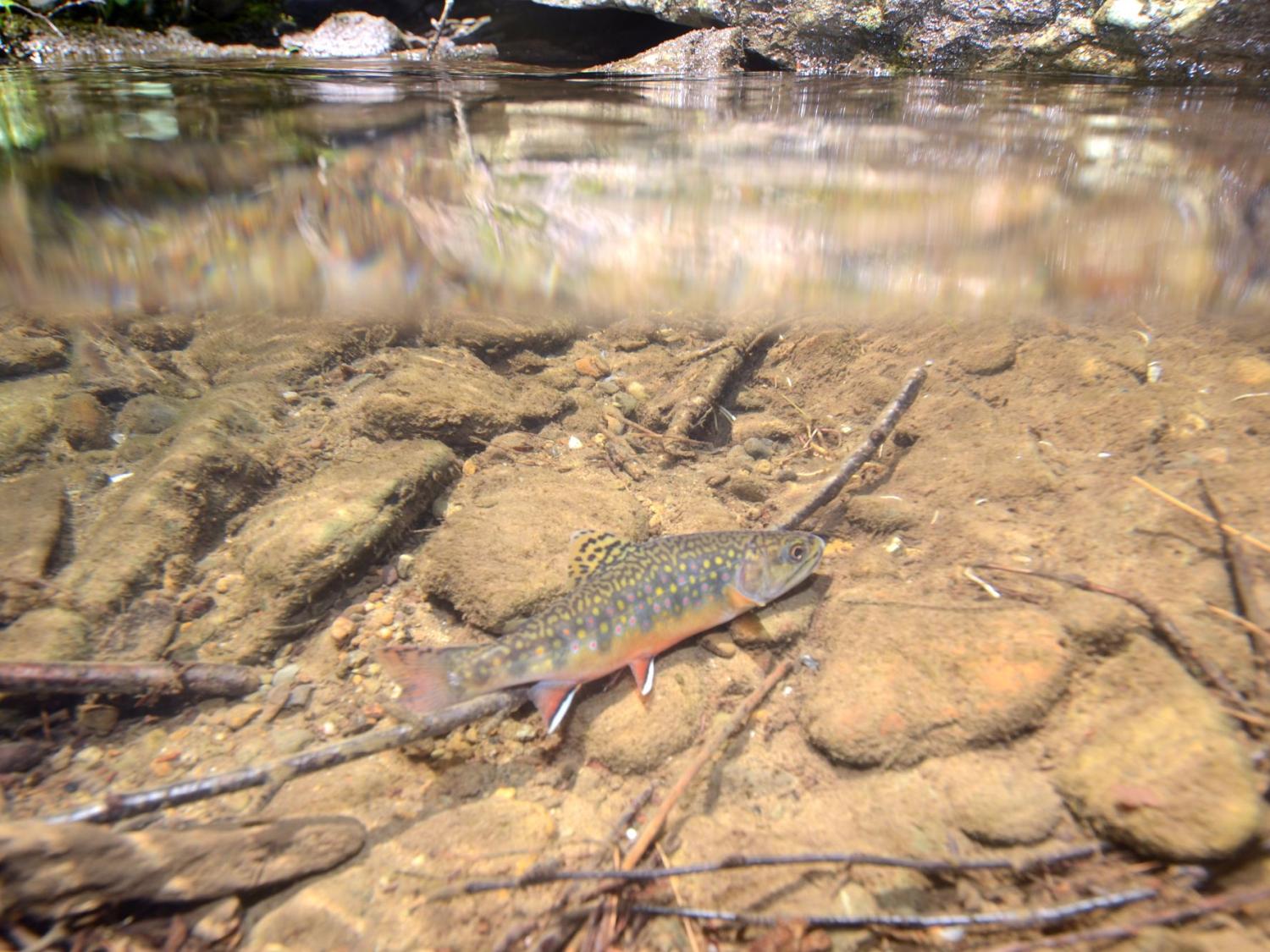 eastern brook trout