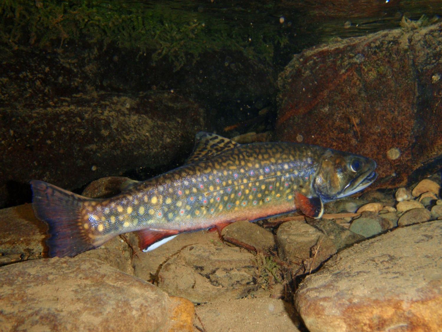 brook trout