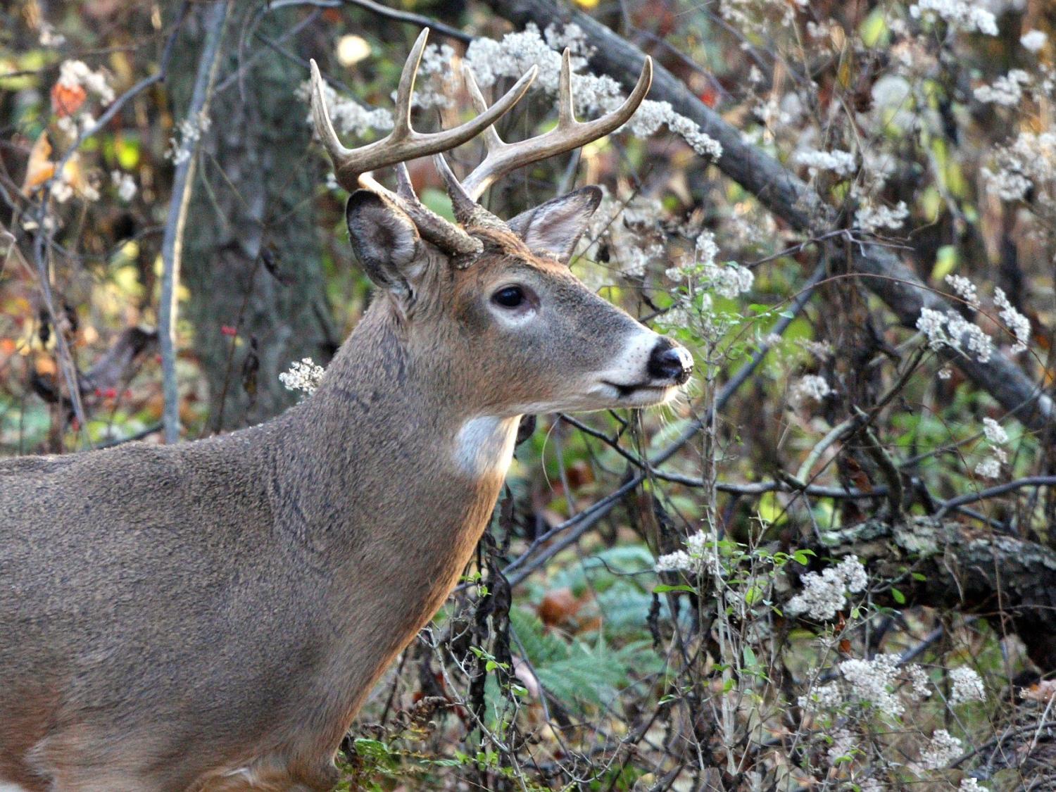 deer study photo