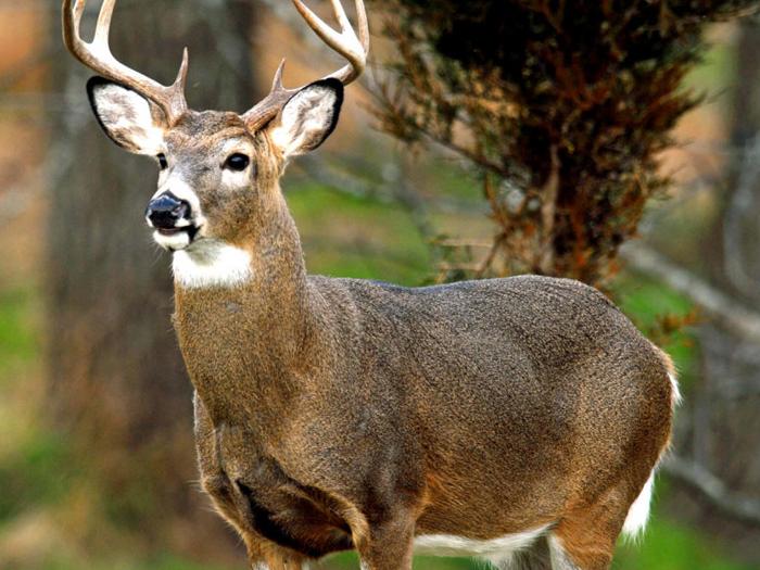 deer 
