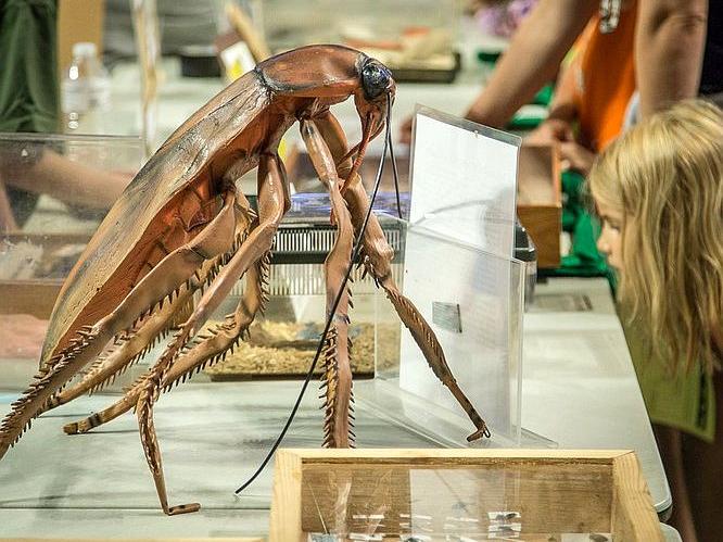 Penn State's Great Insect Fair celebrates pollinators | Penn State ...