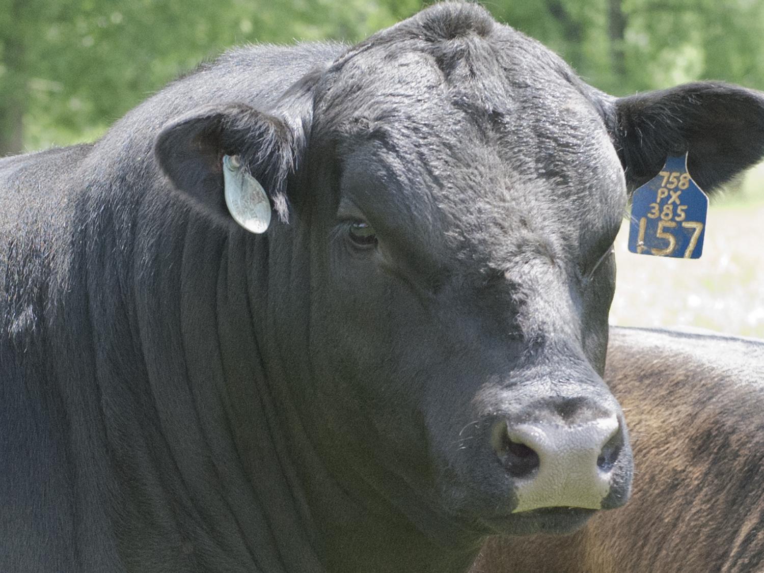 Two year old bull at Penn State's Haller Farm