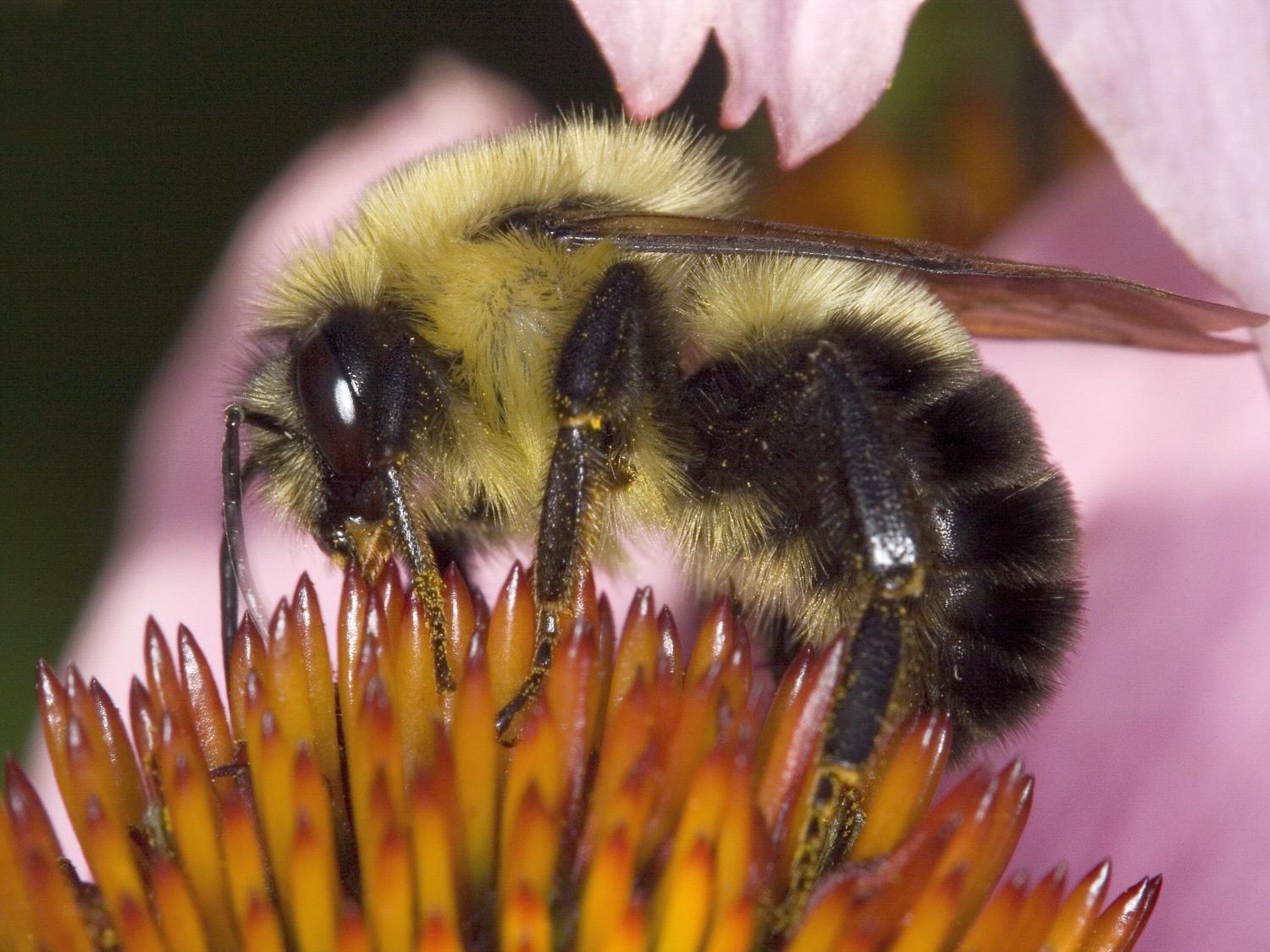 Bumble bee (Bombus impatiens) on flower