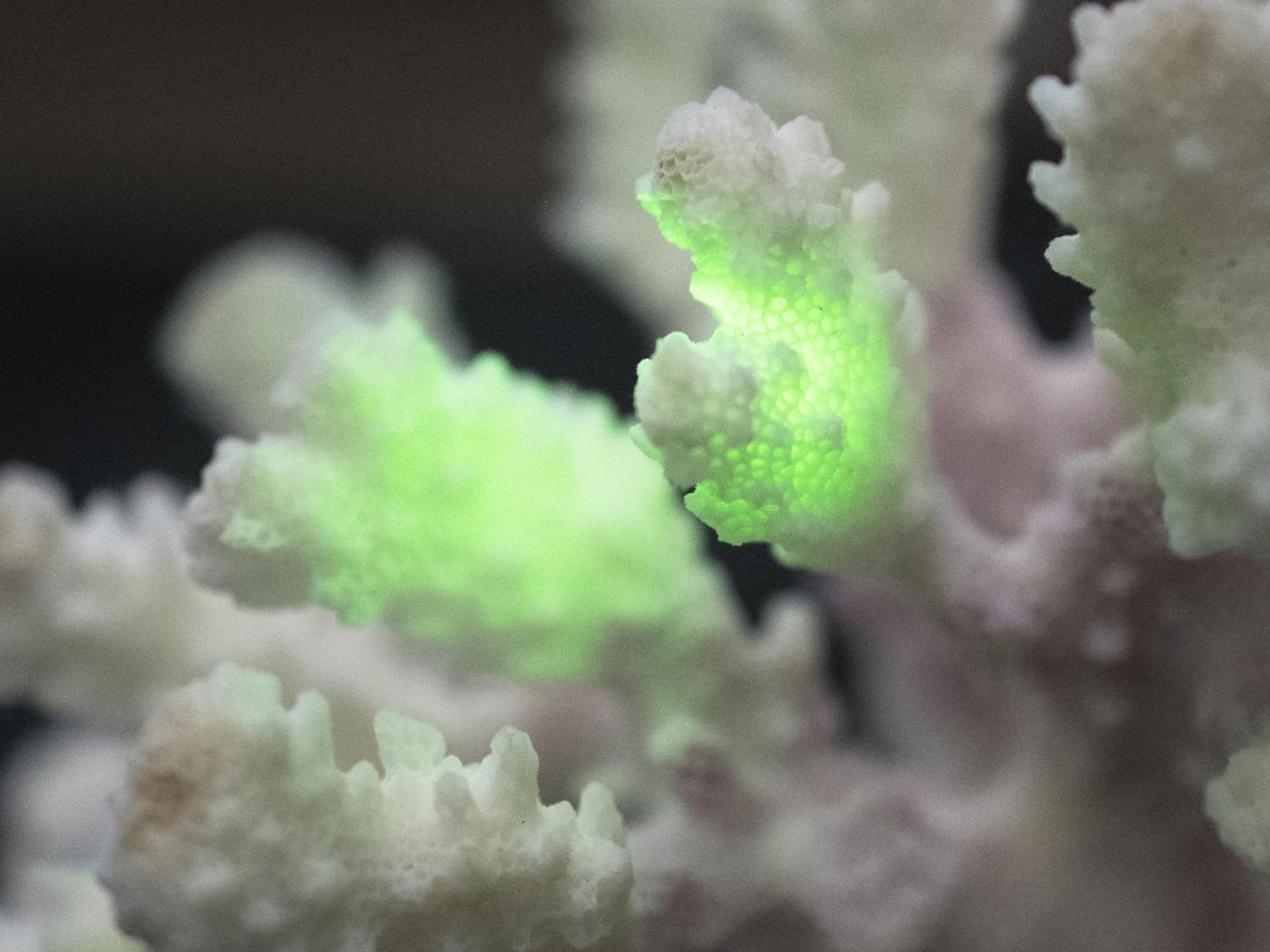 Coral with laser light