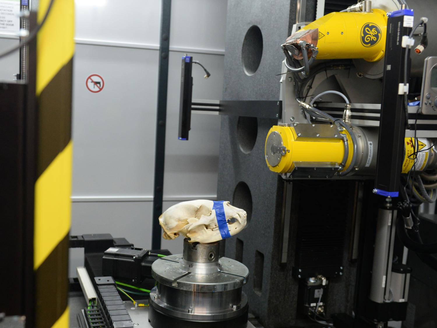 Skull inside microCT machine of Center for Quantitative Imaging