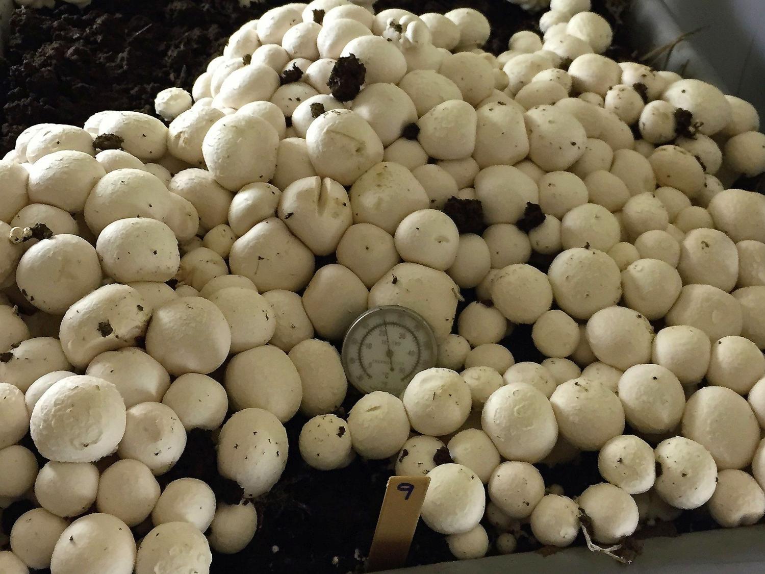 CRISPR mushrooms