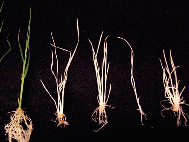 CRISPR-modified rice