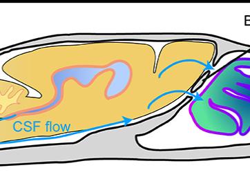 midsagittal plane of the mouse skull and brain