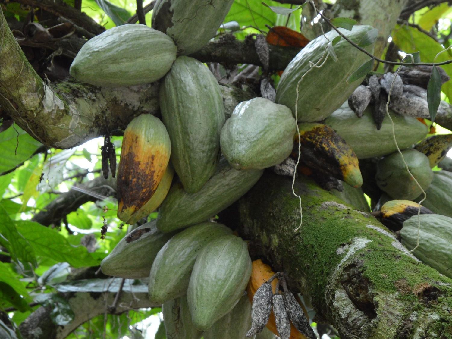 black pod rot symptoms