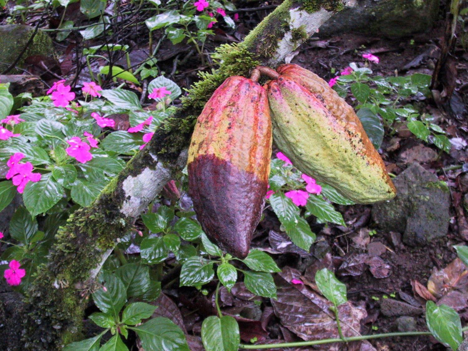 Cacao black pod disease