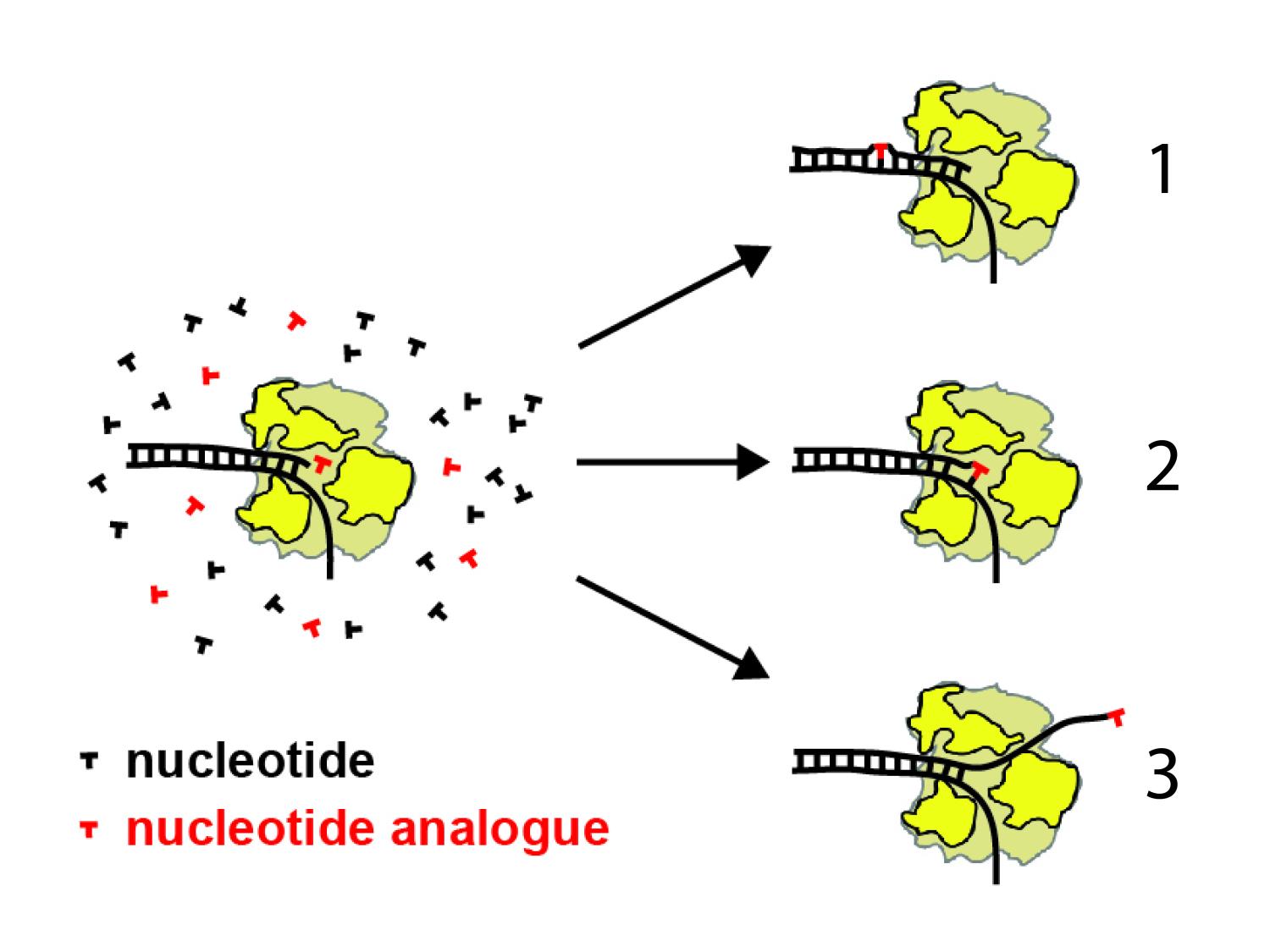 Scematic showing mechanism of new class of antiviral