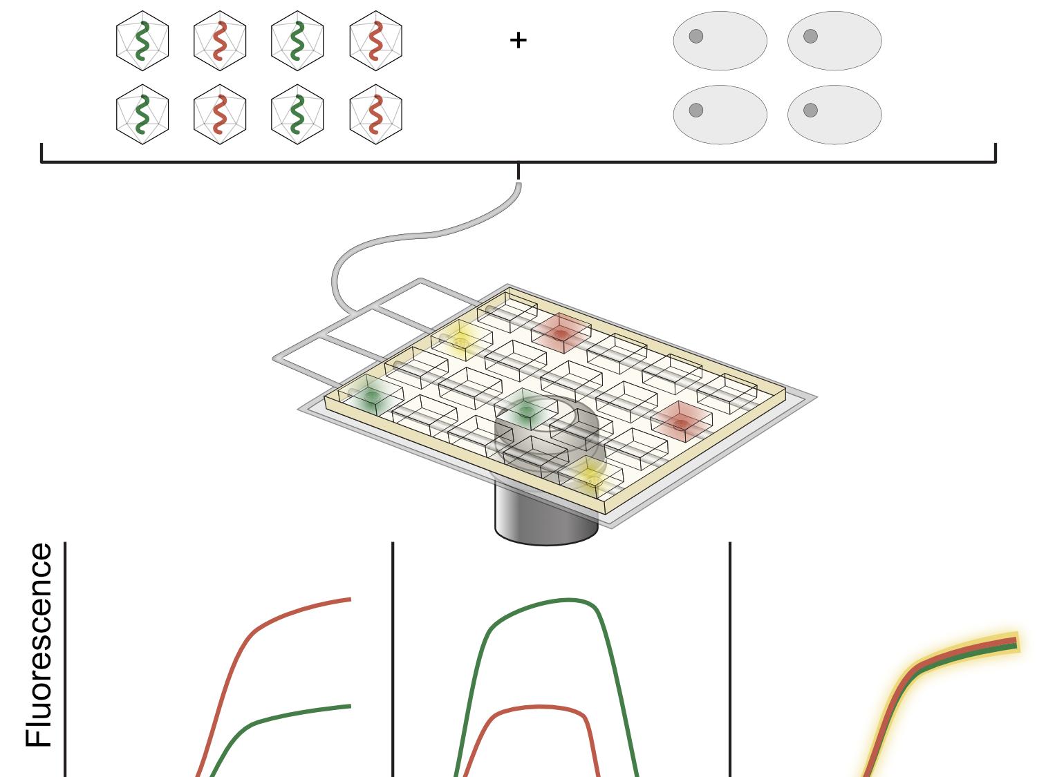 Illustration of microfluidic system for studying single cell virology