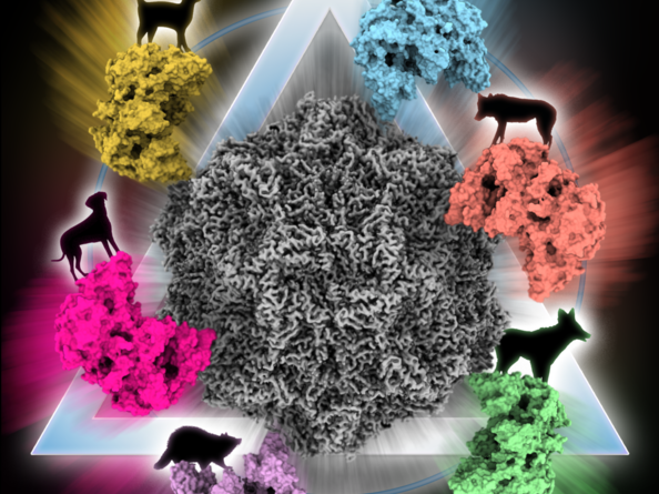 Parvovirus