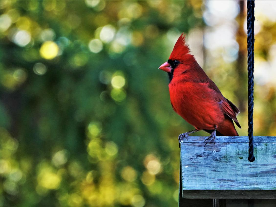 A red male cardinal sits on a birdfeeder