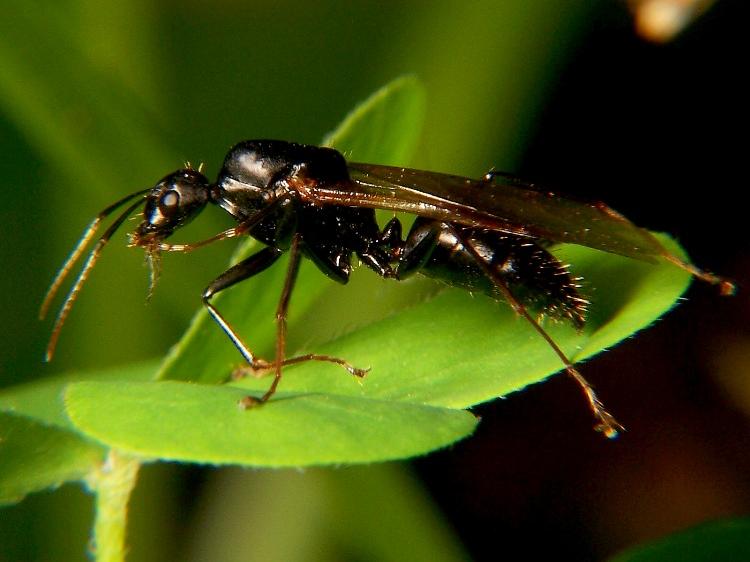 Male black carpenter ant