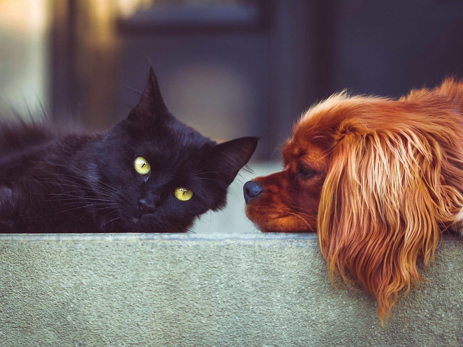 Cat and dog