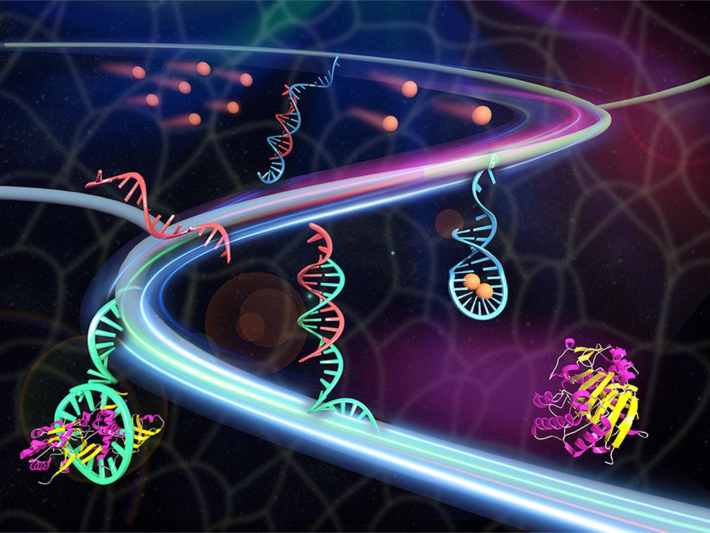 synthetic tissue releases therapeutic proteins