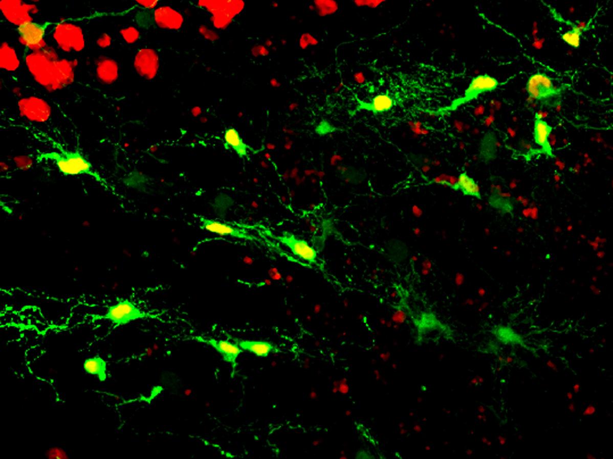 Photo associated with Gong Chen's research 
