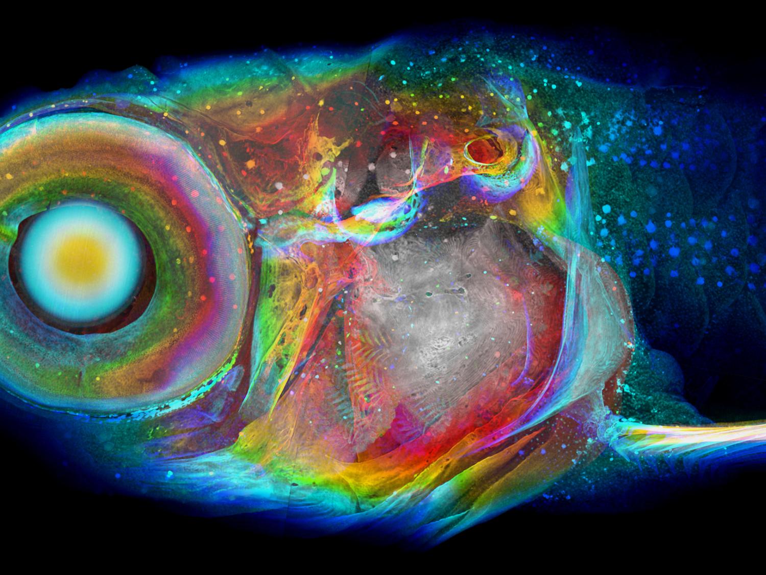 A zebrafish imaged using the new CT method, with colors assigned to structures based on their depth within the fish.