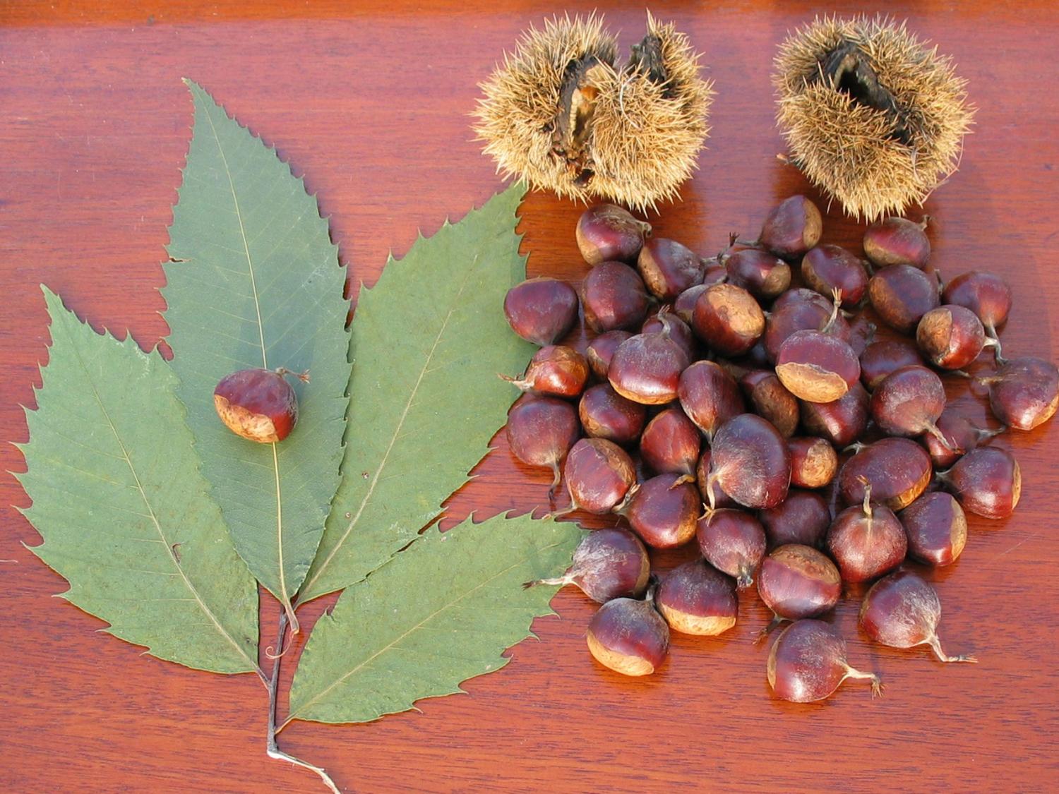 Chestnut leaves, burrs and nuts 