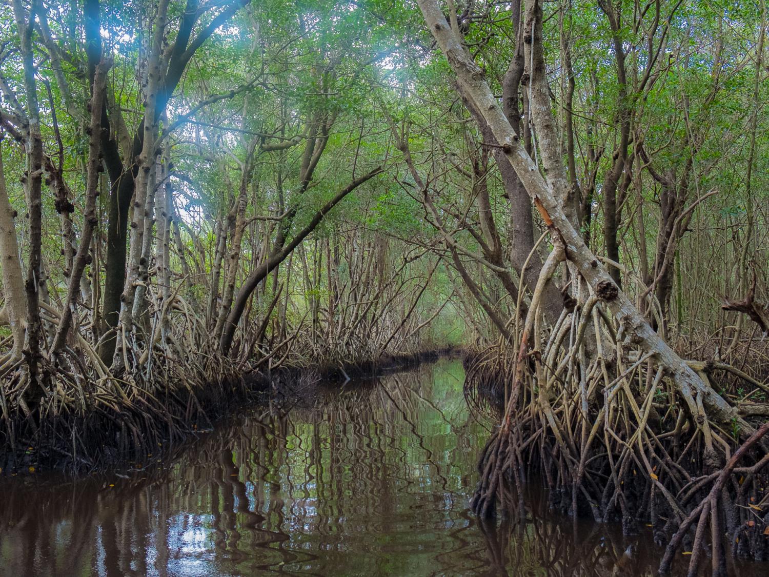 mangroves in the Everglades