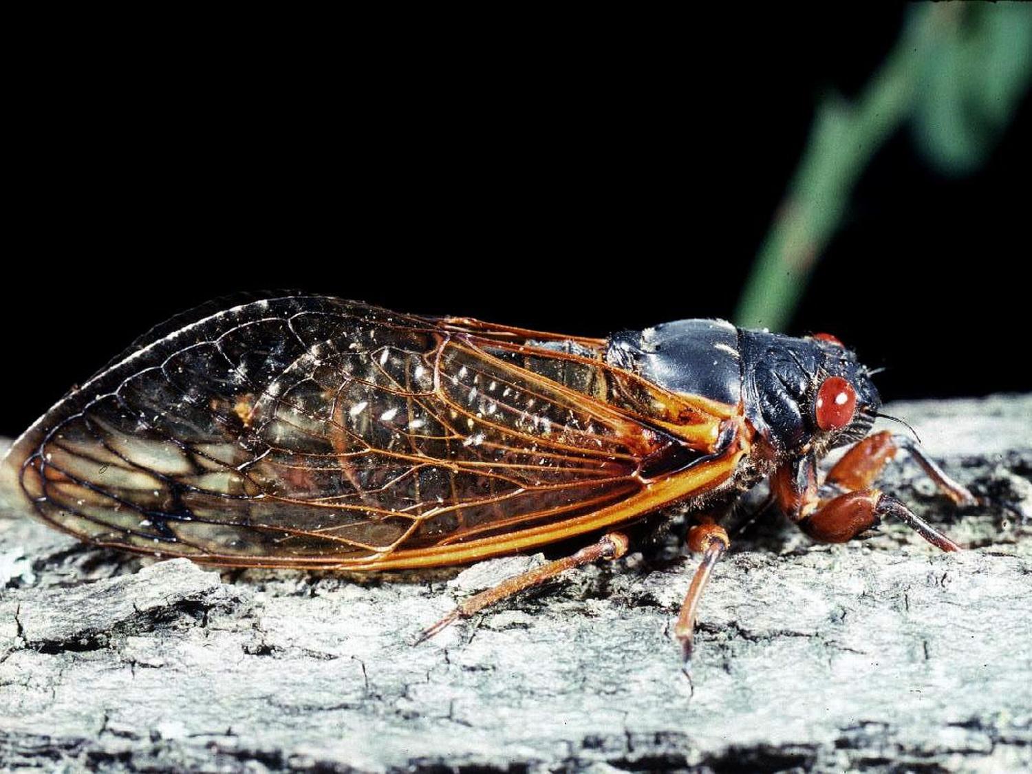 Periodical cicada