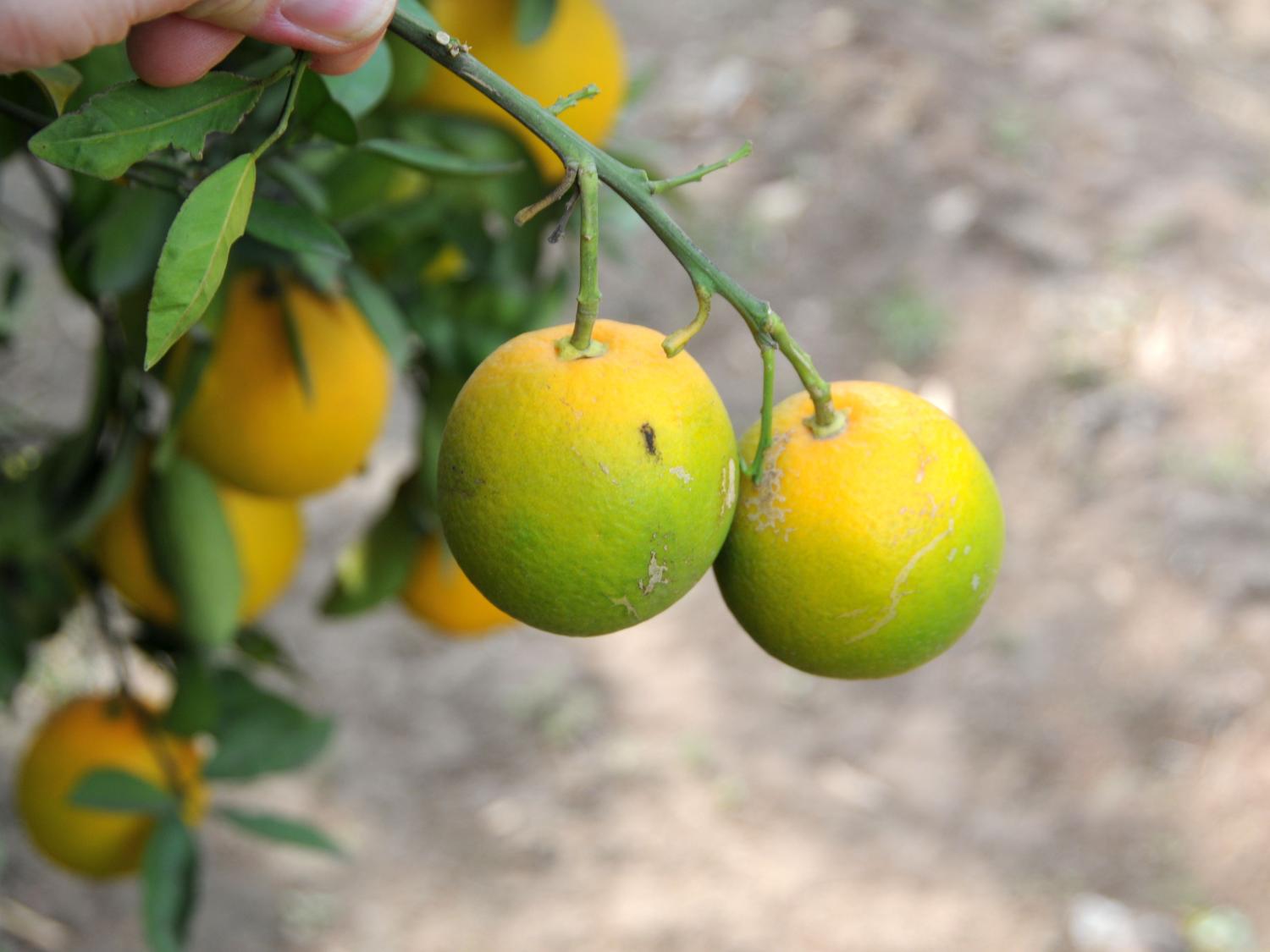 Oranges with citrus greening disease