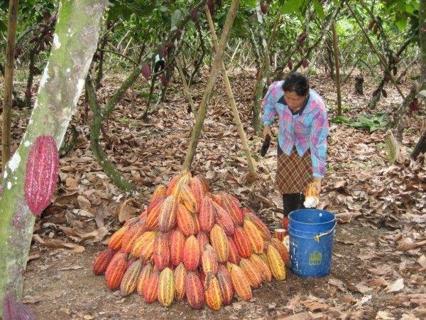 Cocoa pods in Ecuador