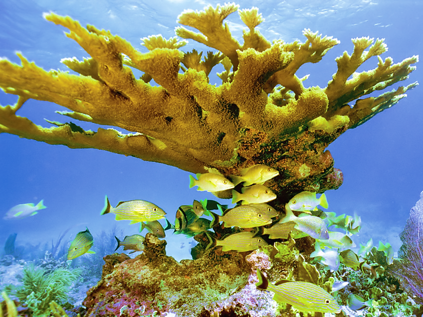 Acropora palmata