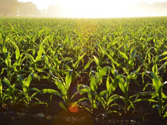 A USDA grant will enable scientists to assess how pest-management tactics of varying intensities affect the health and functionality of soils in corn and soybean crop rotations.