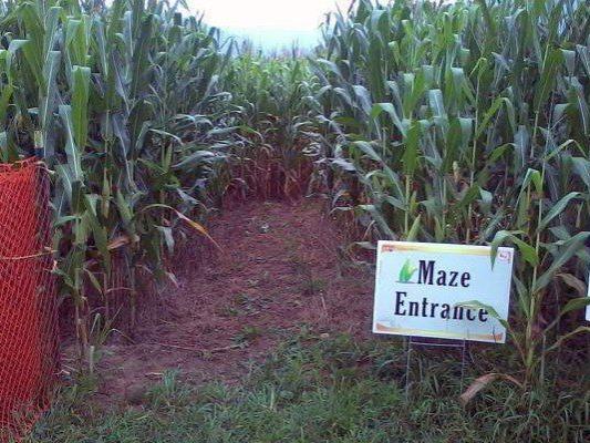 Corn Maze