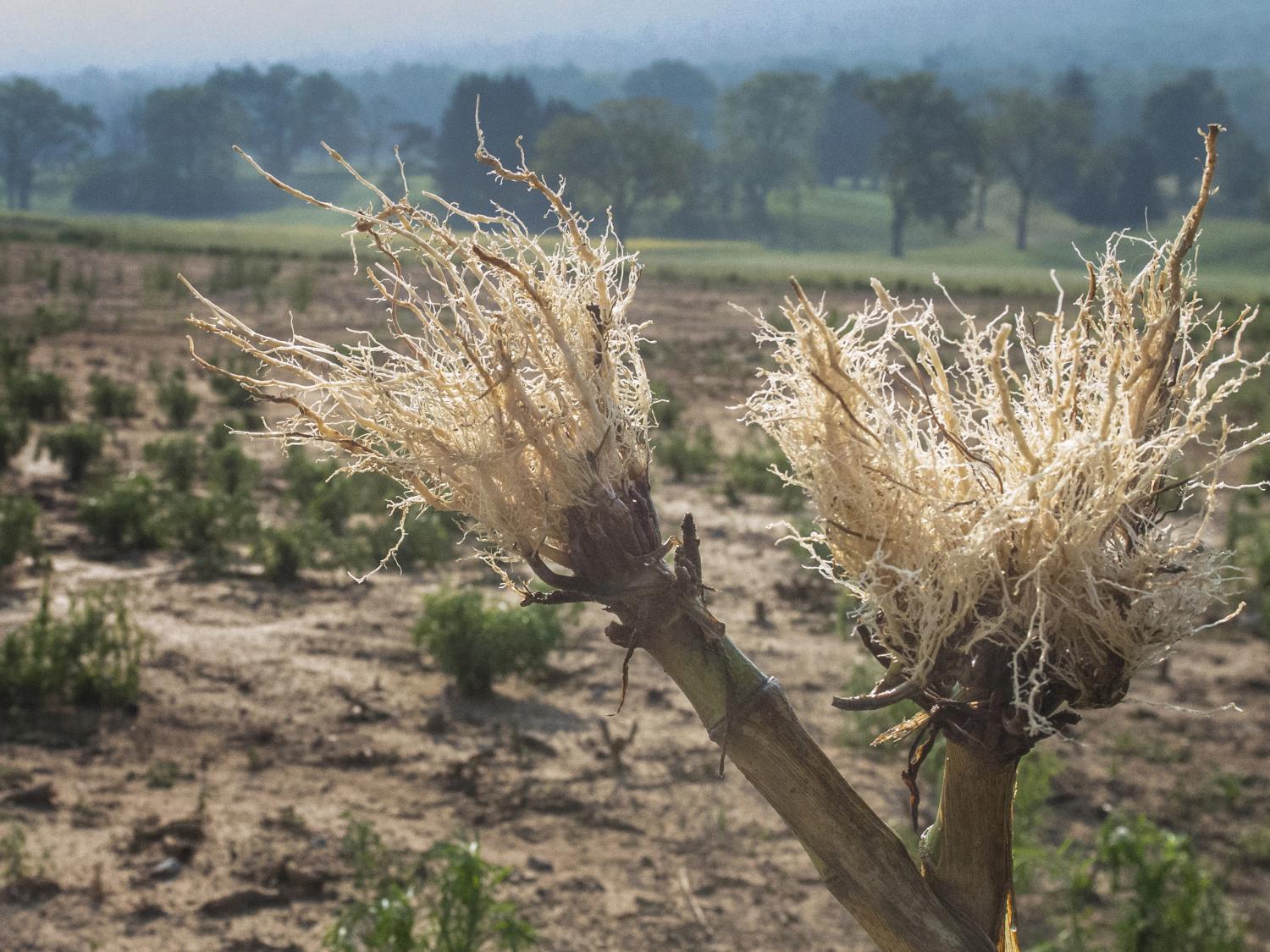 Corn Root Field Study