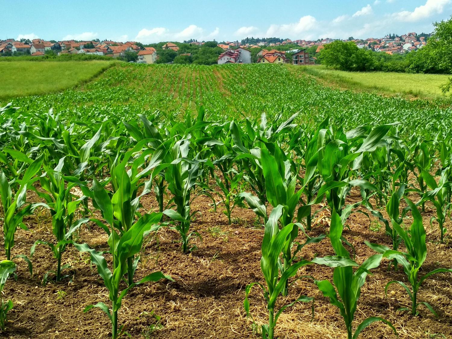 Cornfield next to housing