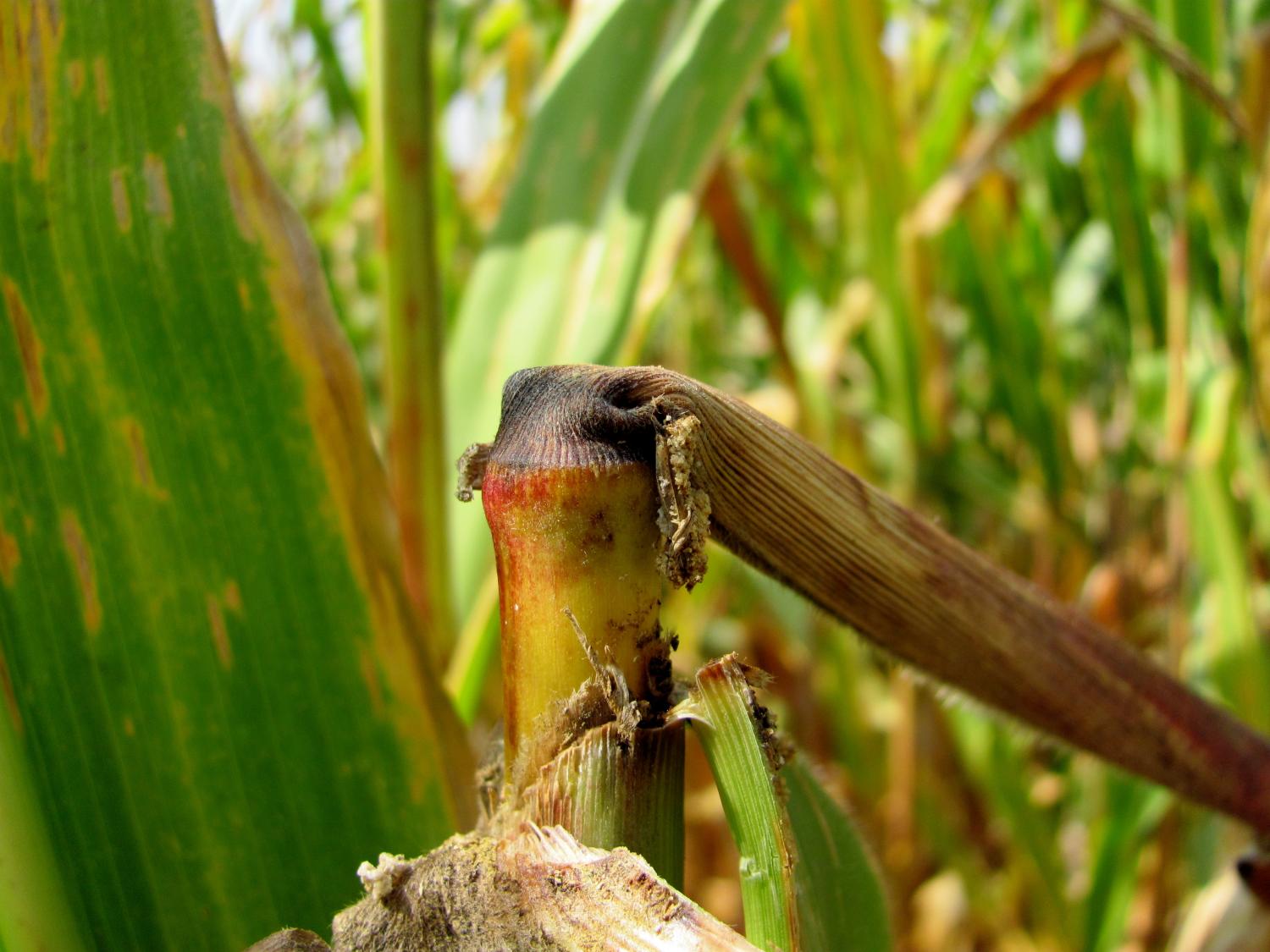 broken corn stalk