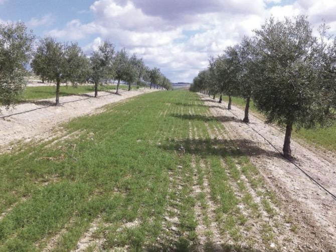 cover crops, Olive trees