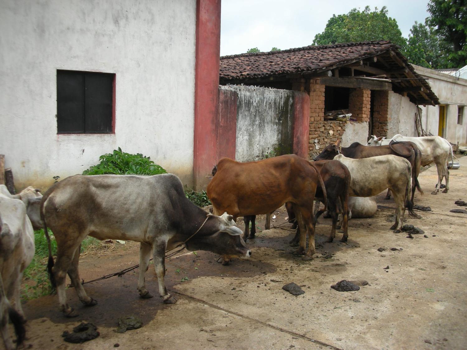 malaria cows