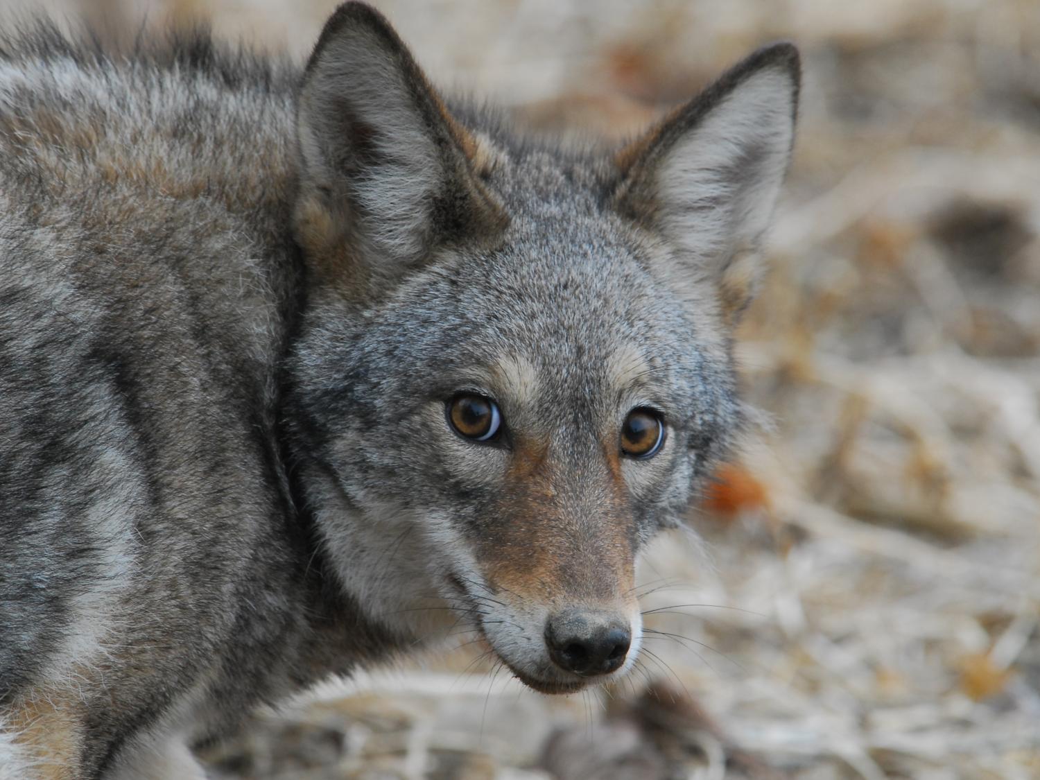 coyote looking toward camera