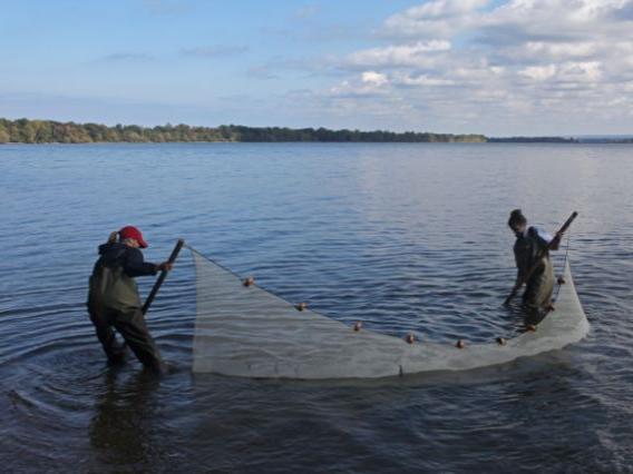 Two researchers use a seine net to collect samples in a lake.