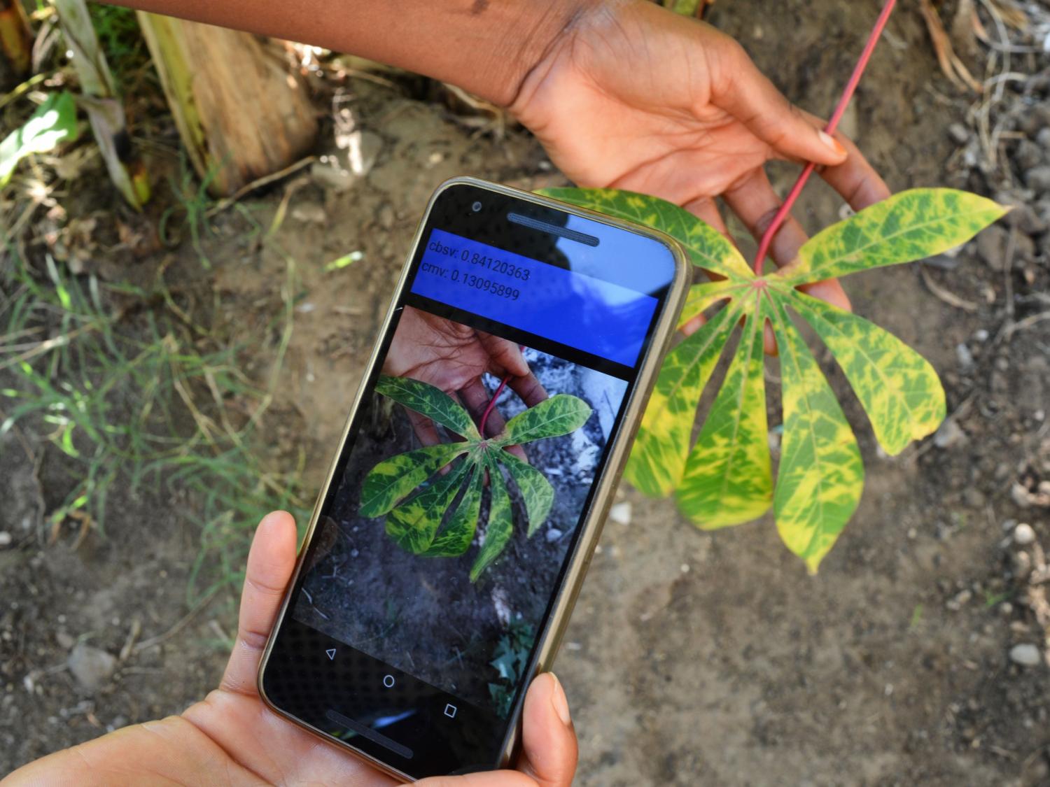 Crop disease mobile app