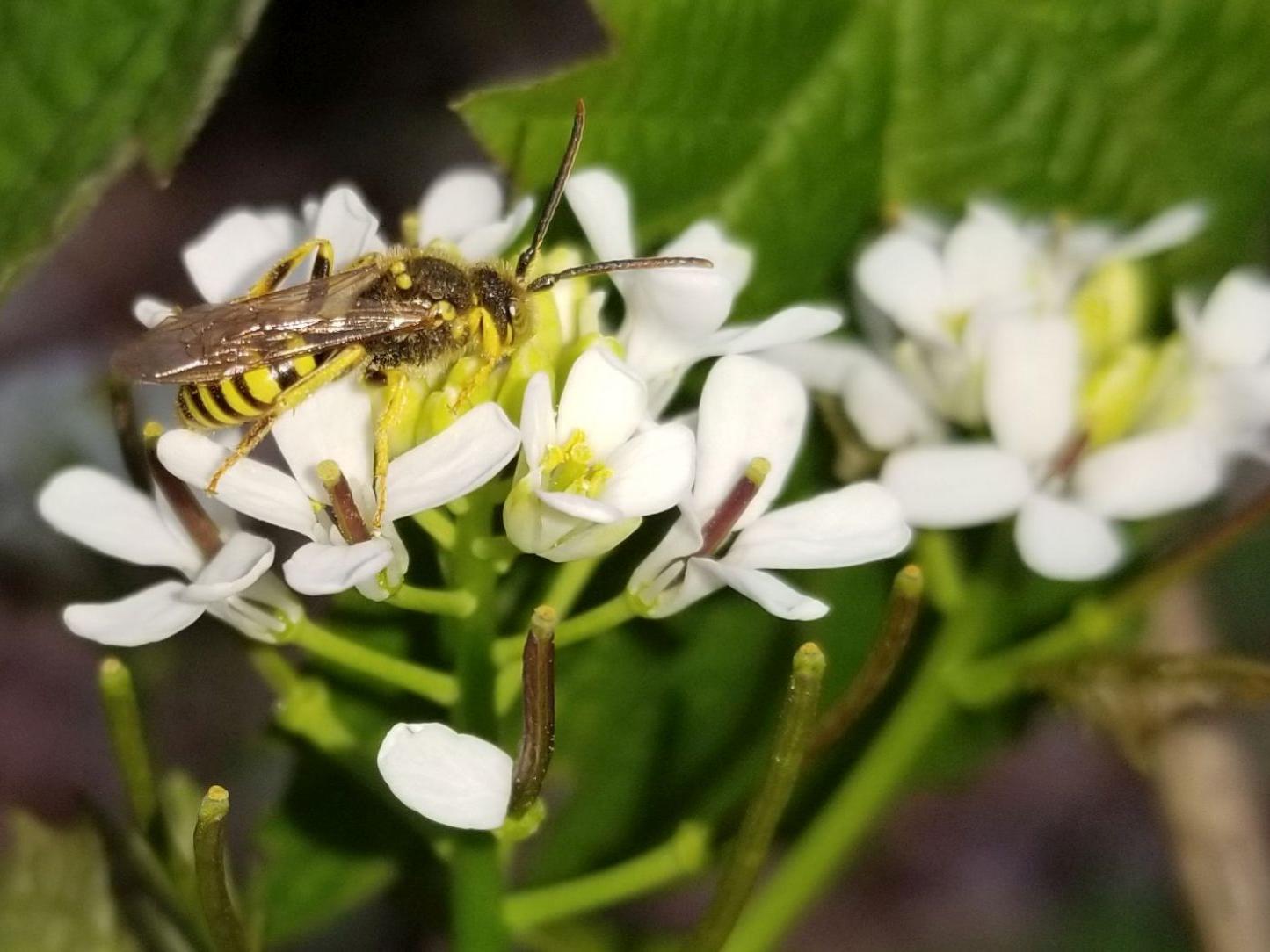 Cuckoo bee (Apidae: Nomada sp.)