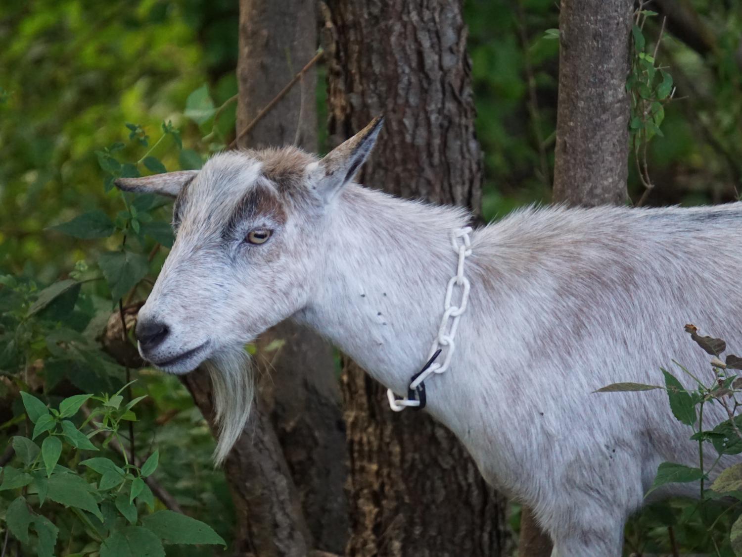 A white goat standing in the woods 