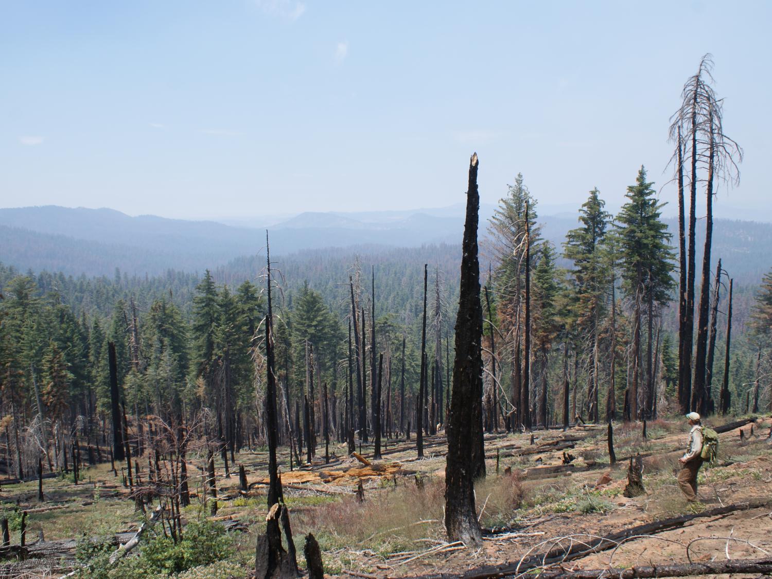 Big Oak Flat after Rim Fire